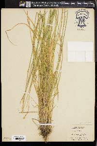 Carex foenea image