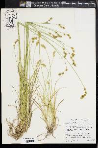 Carex foenea image