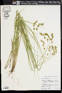 Carex foenea image