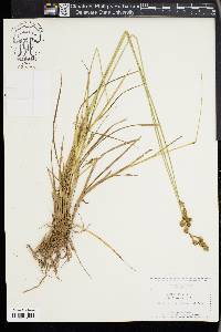 Carex foenea image