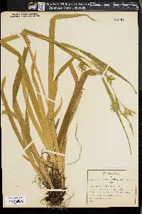 Carex folliculata image