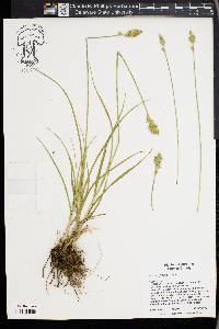 Carex fracta image