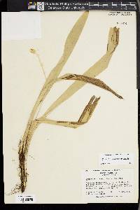 Carex fraseriana image