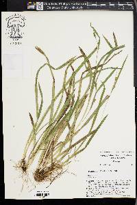 Carex gholsonii image