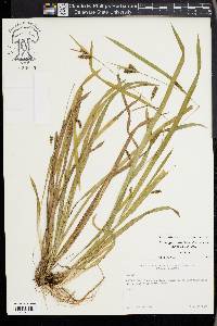 Carex gholsonii image
