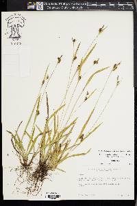 Carex gholsonii image