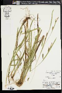 Carex gholsonii image