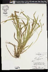 Carex gholsonii image
