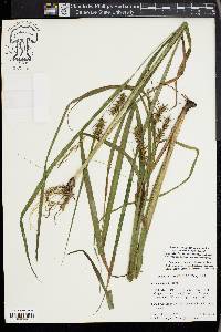 Carex gigantea image