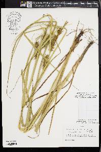 Carex gigantea image