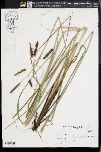 Carex glaucescens image