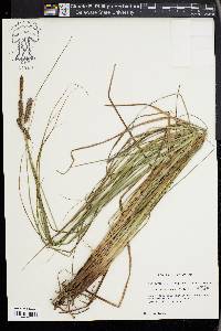 Carex glaucescens image