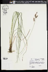 Carex glaucescens image