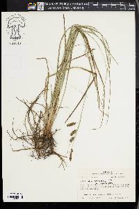 Carex glaucescens image