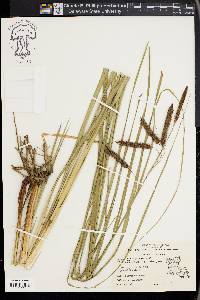 Carex glaucescens image