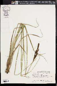 Carex glaucescens image