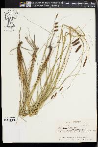 Carex glaucescens image