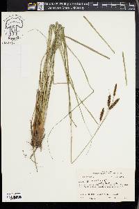 Carex glaucescens image