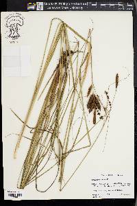 Carex glaucescens image