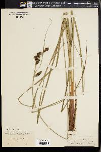 Carex glaucescens image
