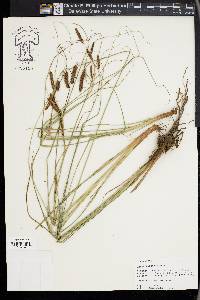 Carex glaucescens image