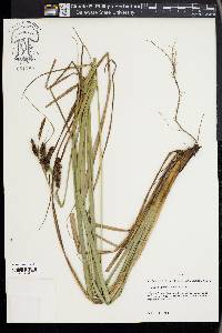 Carex glaucescens image