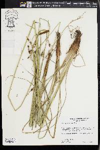 Carex glaucescens image