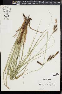 Carex glaucescens image