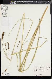 Carex glaucescens image