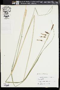 Carex glaucescens image