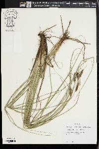 Carex glaucescens image