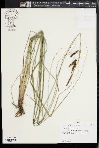 Carex glaucescens image