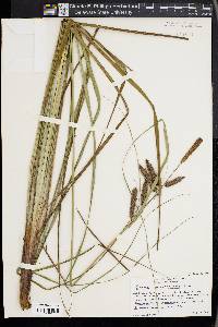 Carex glaucescens image