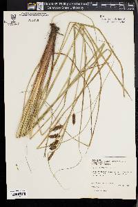 Carex glaucescens image