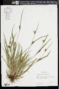 Carex glaucodea image