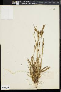 Carex glaucodea image