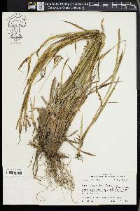 Carex glaucodea image