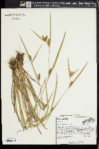 Carex glaucodea image