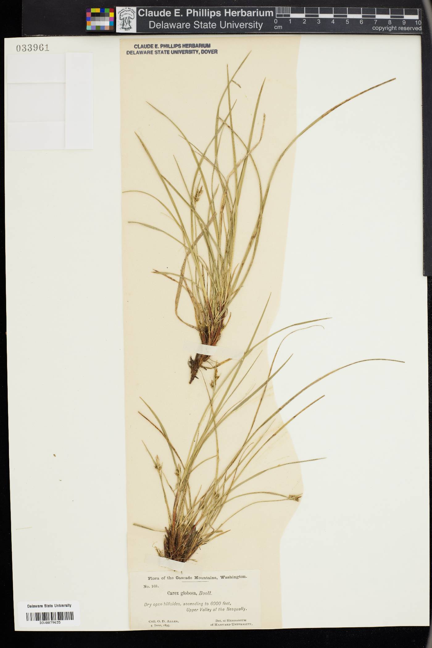 Carex globosa image