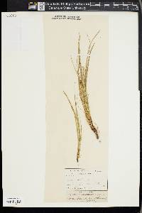 Carex globosa image