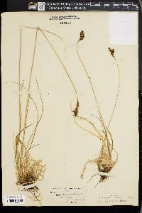 Carex gmelinii image
