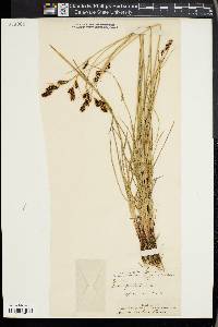 Carex gmelinii image
