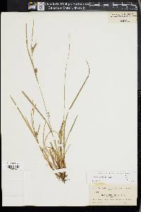 Carex godfreyi image