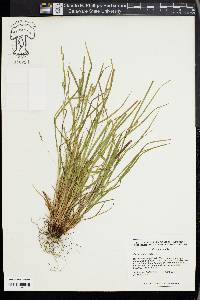 Carex godfreyi image