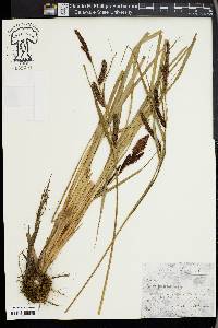 Carex disperma image