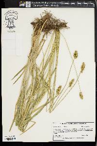 Carex gravida image
