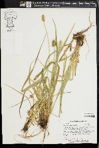 Carex gravida image