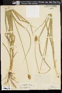 Carex gravida image