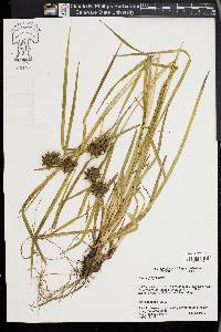 Carex grayi image