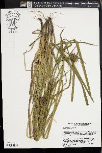 Carex grayi image